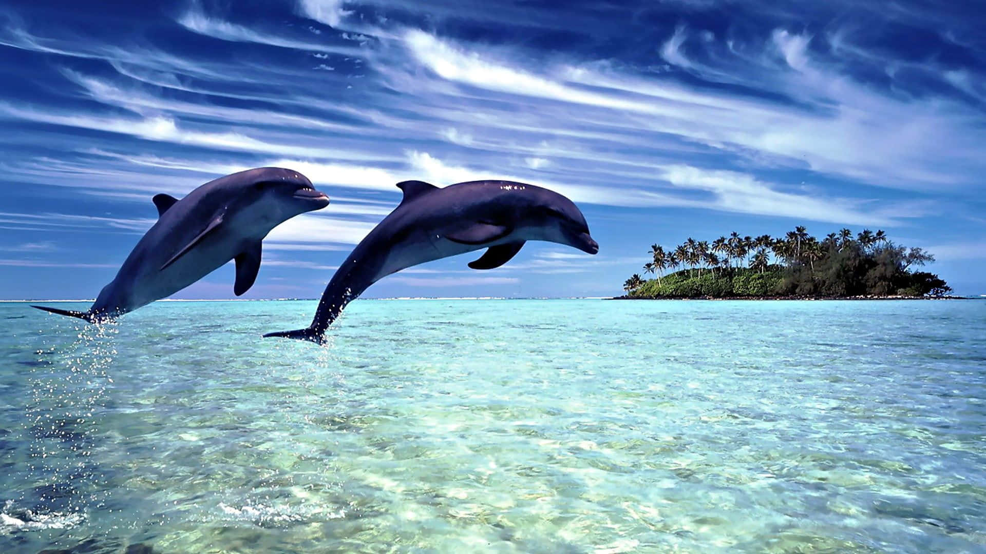 Unhermoso Delfín Rosa Nadando Río Arriba En Las Limpias Y Brillantes Aguas De Su Hábitat Natural. Fondo de pantalla