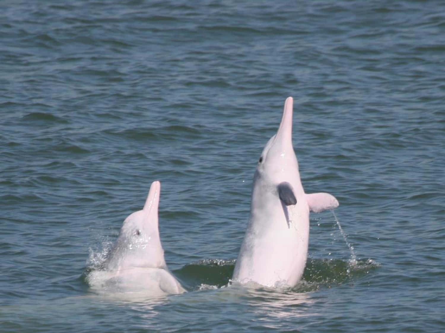 Enrosa Delfin Som Beundrar Sitt Vattenlevande Hem. Wallpaper