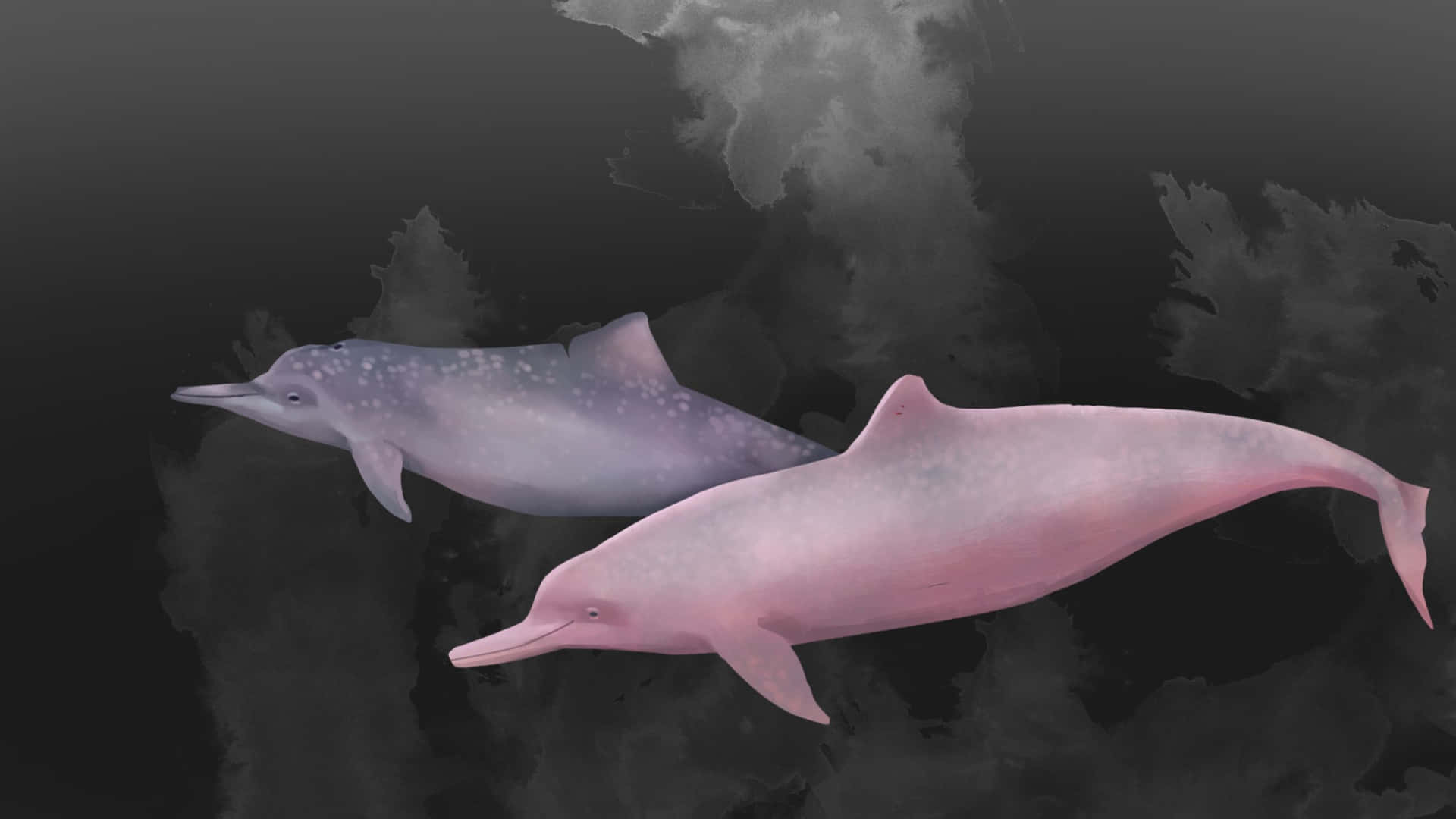 A stunningly pink dolphin gracing the warm waters Wallpaper