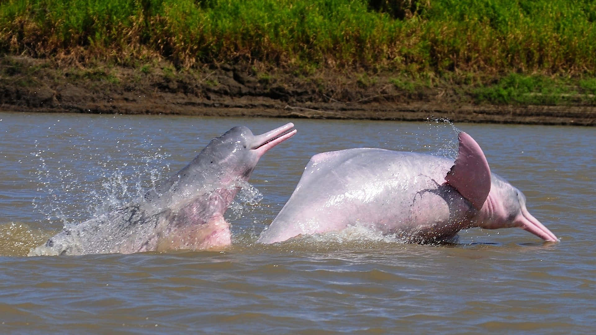 Two Pink Dolphins Playing In The Water Wallpaper