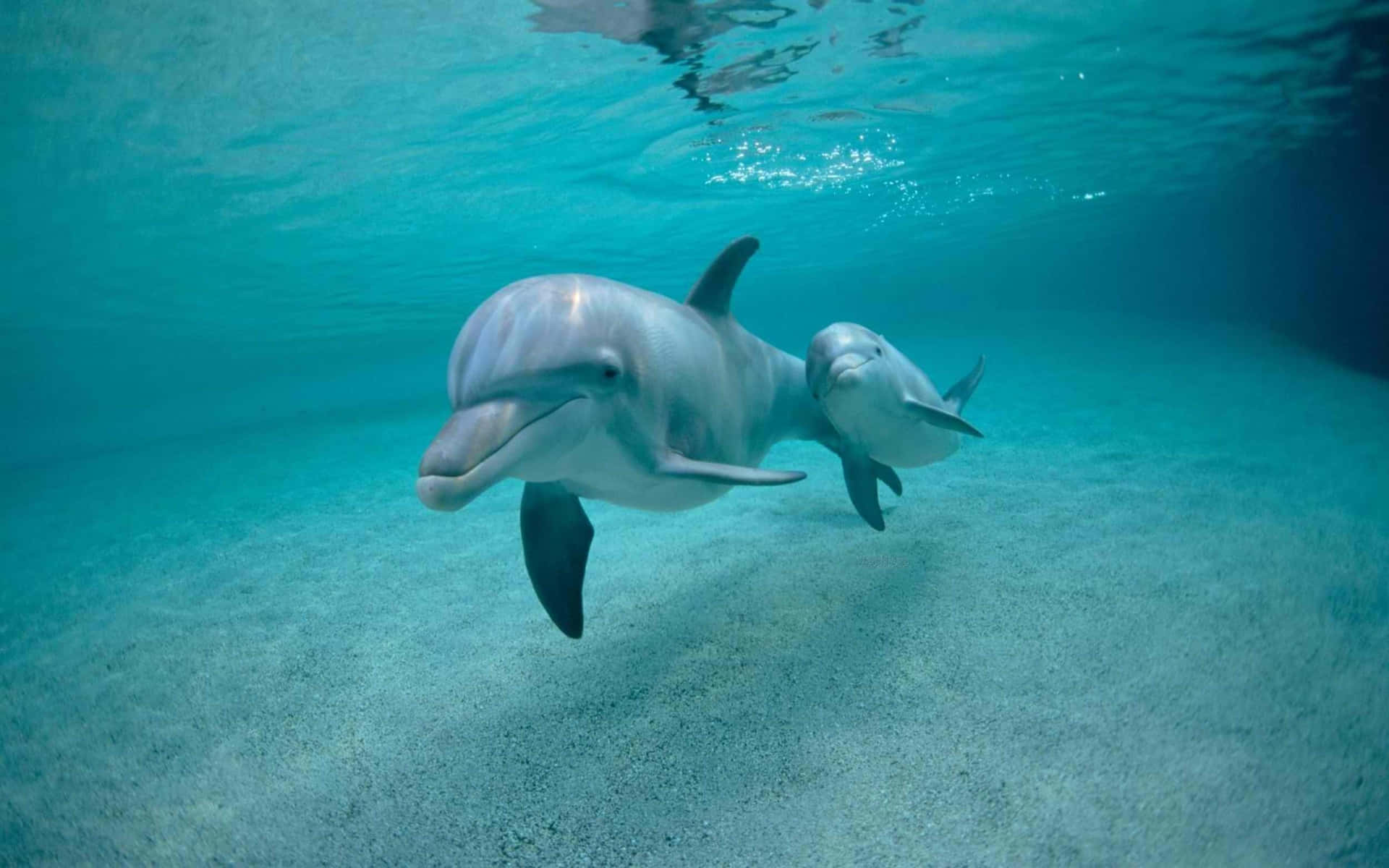 Envacker Rosa Delfin Som Simmar I Havet. Wallpaper