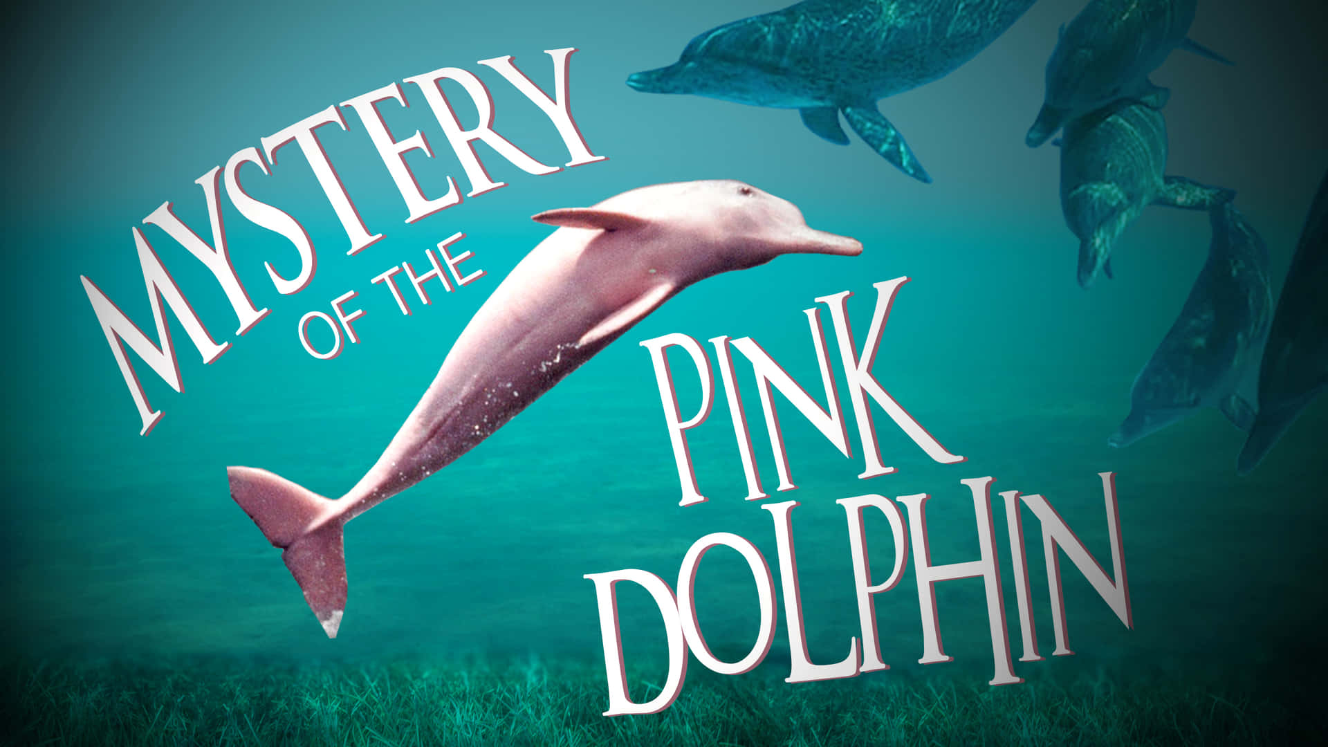 Image  A pink dolphin swimming in an ocean. Wallpaper