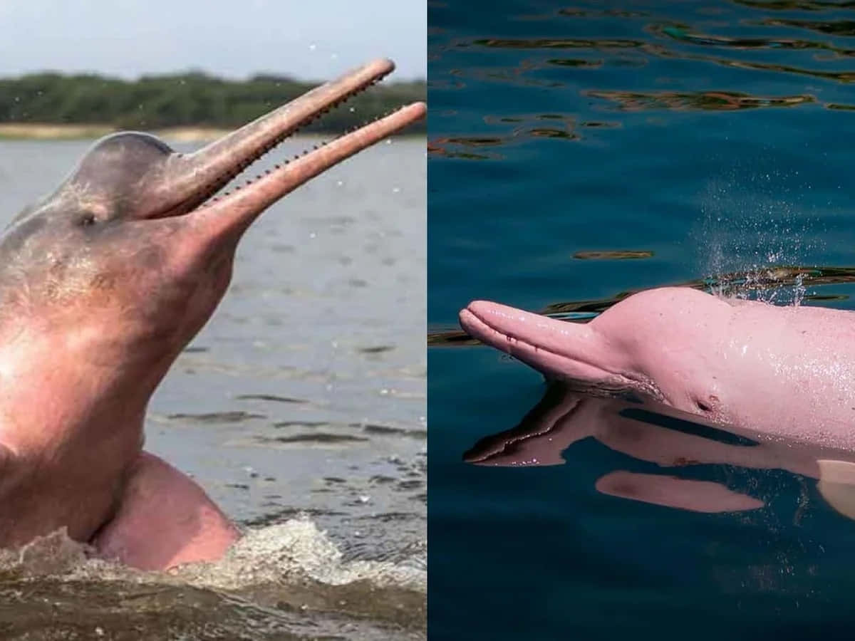 Tvåbilder Av En Rosa Delfin Och En Blå Delfin Wallpaper