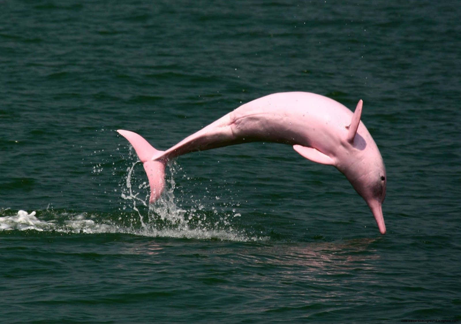 Se den smukke skønhed af en Pink Delfin svømmende på dit tapet. Wallpaper
