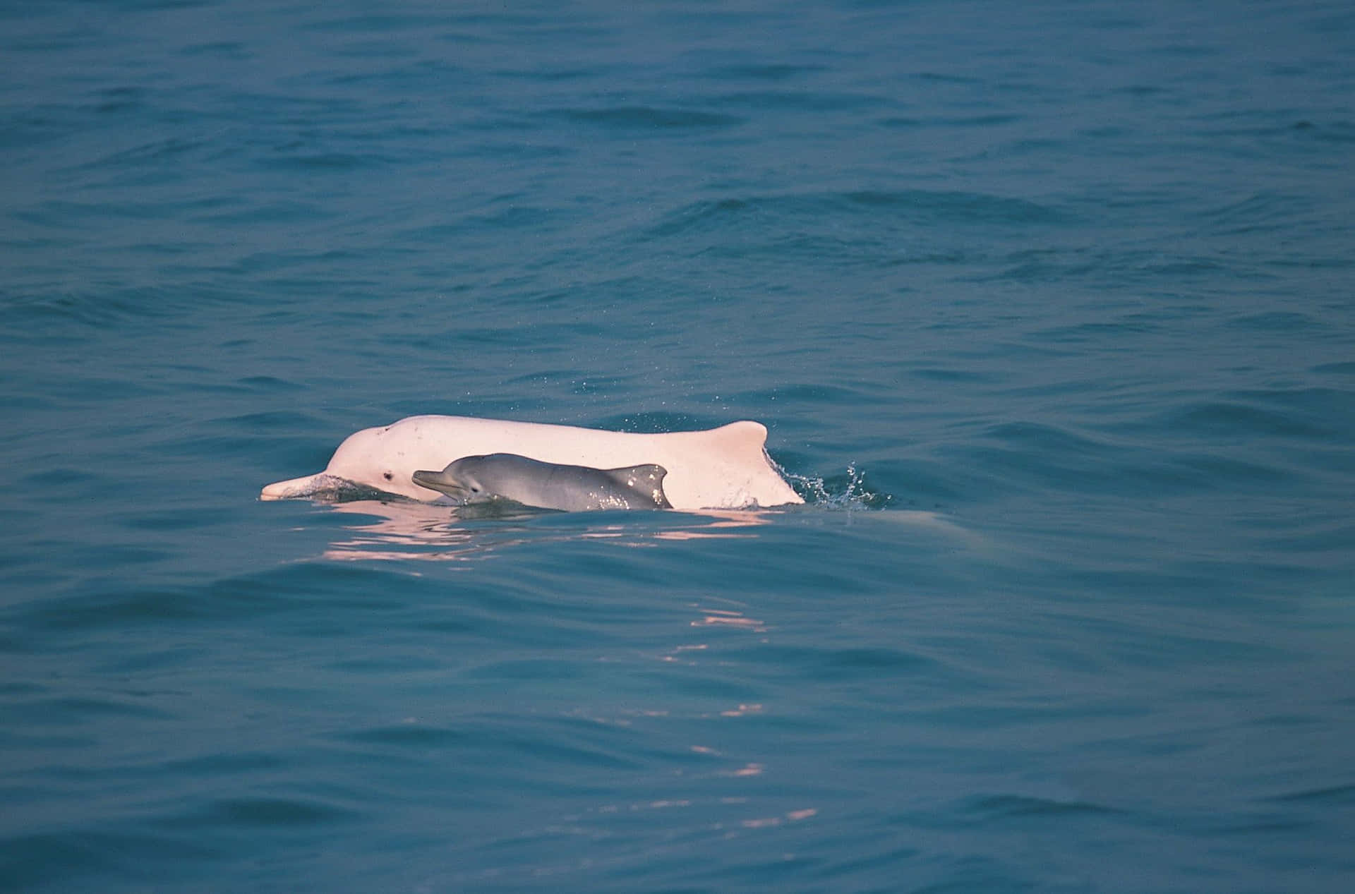 Unpar De Juguetones Delfines Rosados En Su Hábitat Natural. Fondo de pantalla