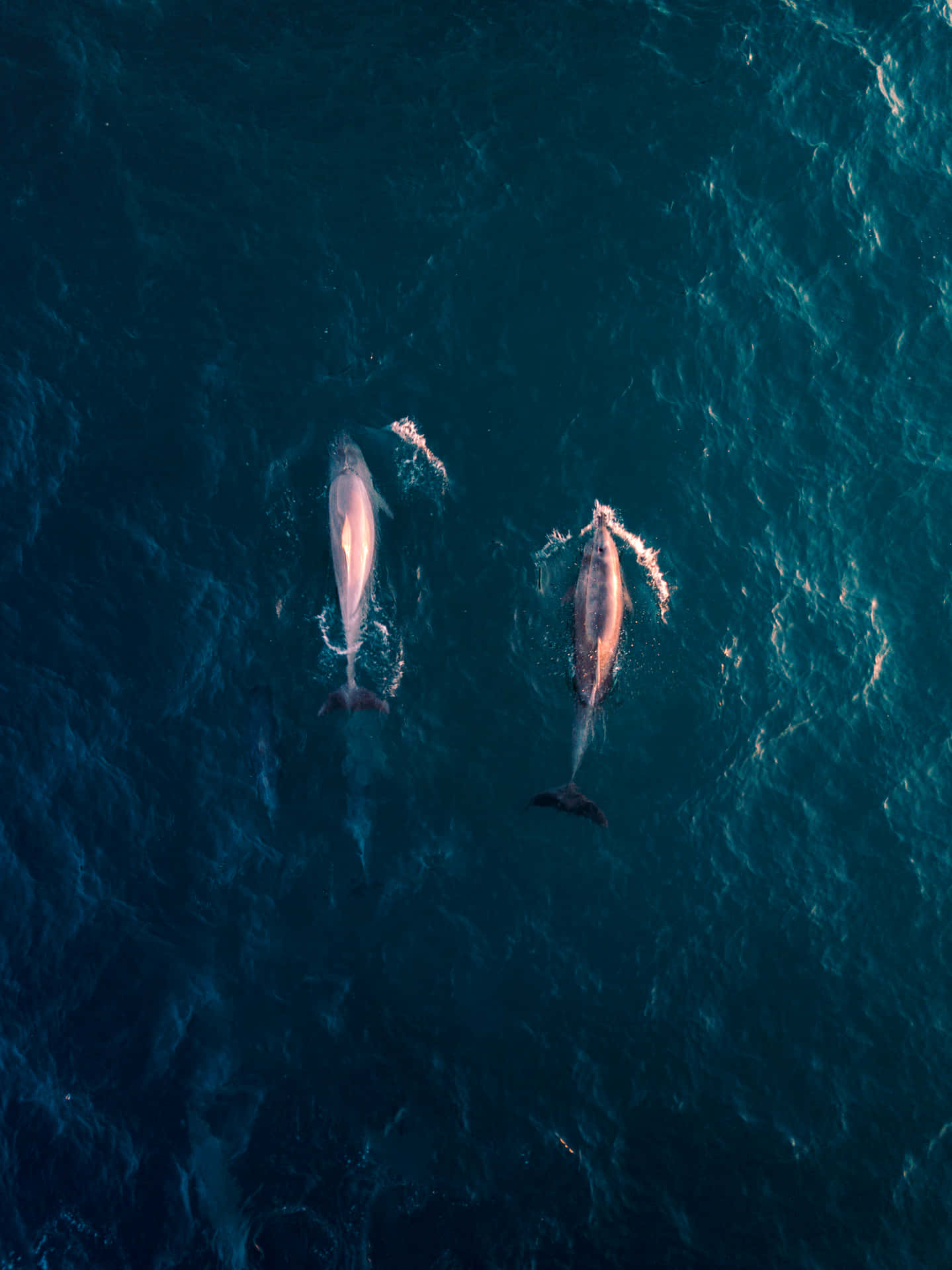 Unalegre Delfín Rosa Nada En Las Cálidas Aguas Del Mar Caribe. Fondo de pantalla