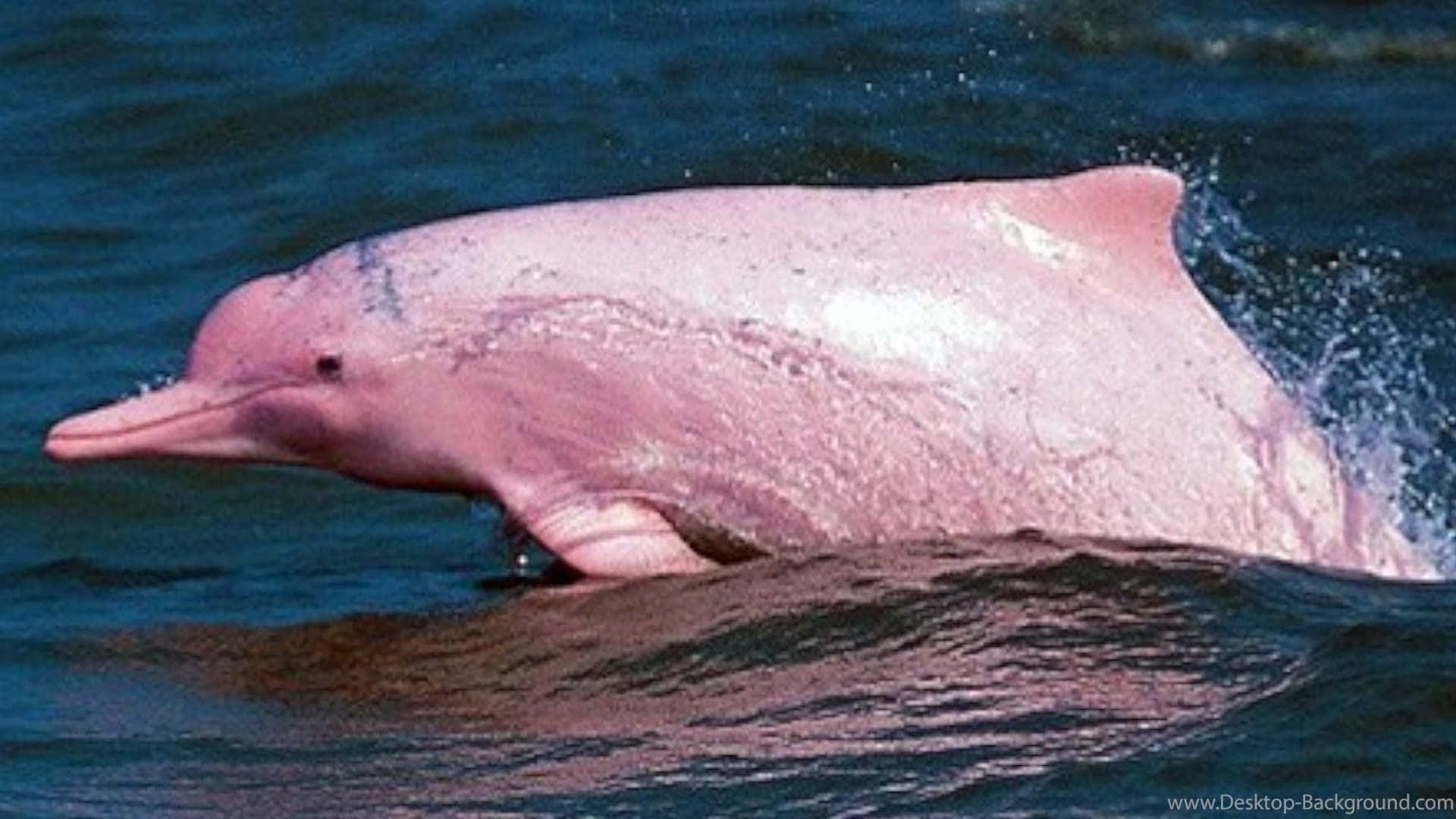 Pink Dolphin Jumping High Wallpaper