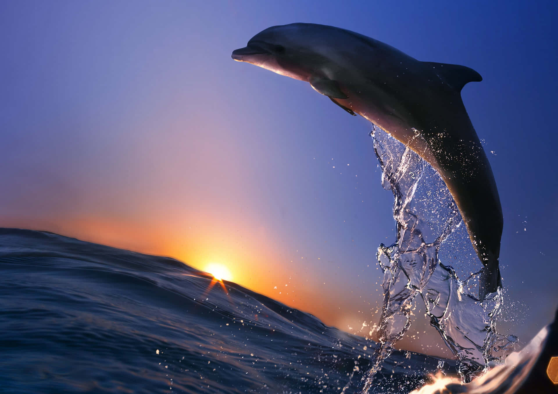 Dolphin Jumping Out Of The Water At Sunset Wallpaper
