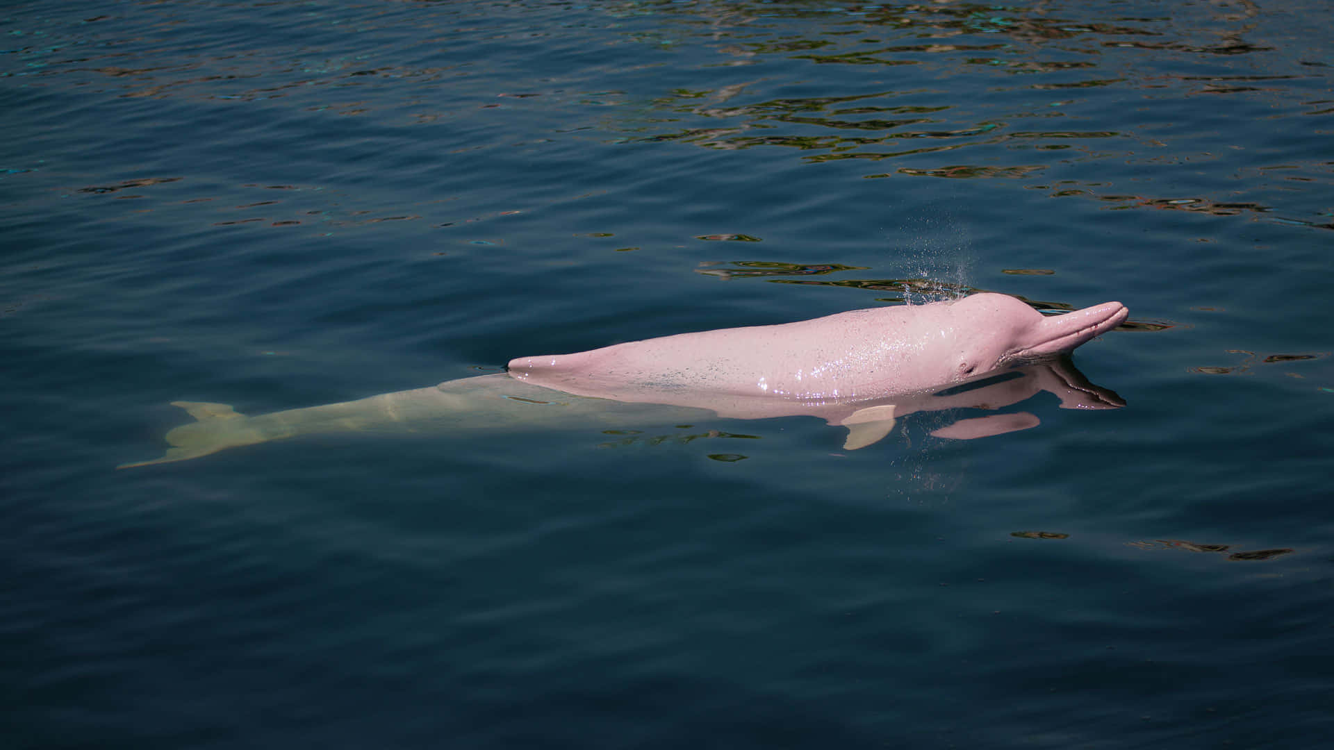 Unsimpático Delfín Rosa Disfrutando De Un Nadar En El Océano Fondo de pantalla