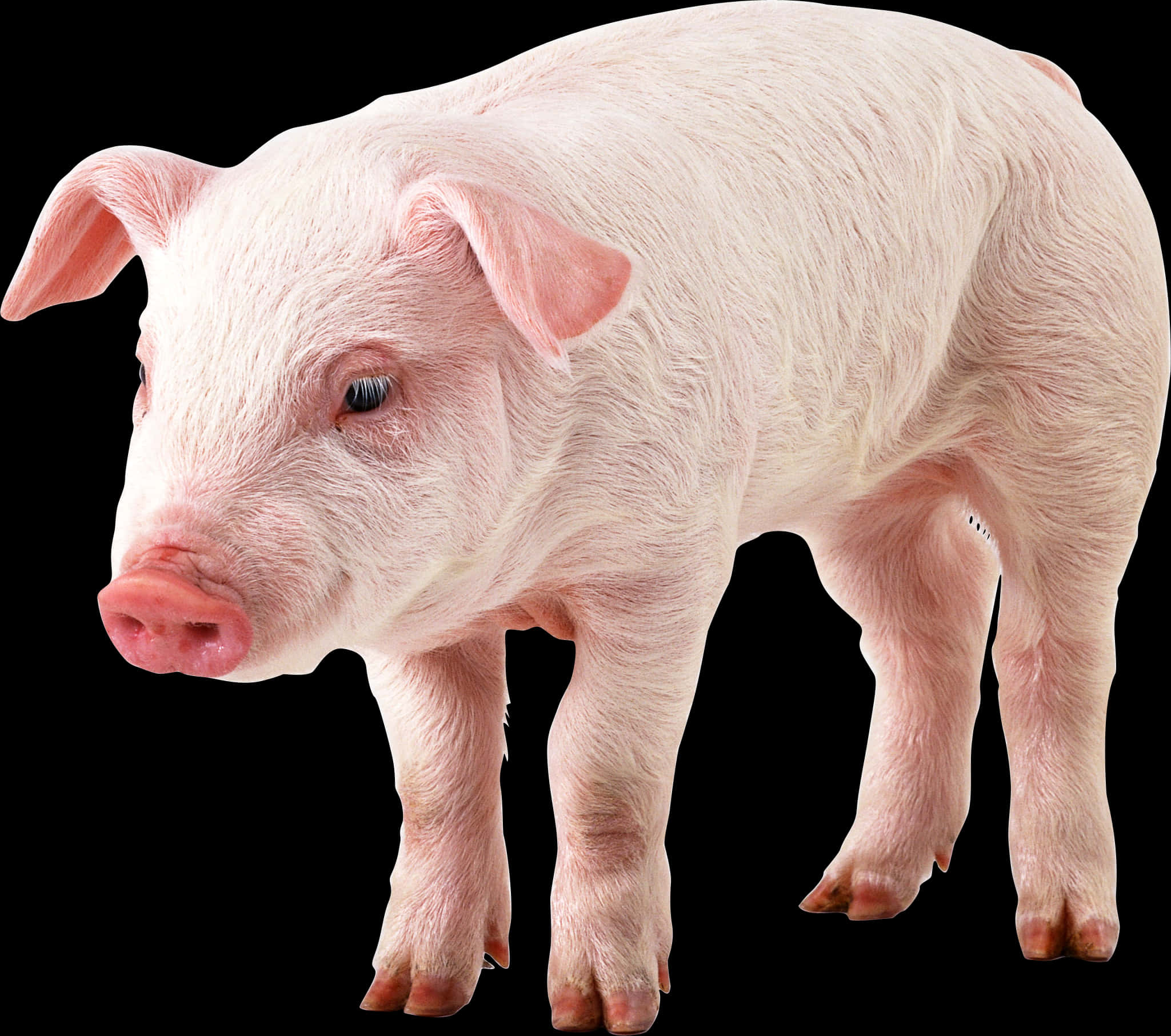 Pink Domestic Pig Standing PNG