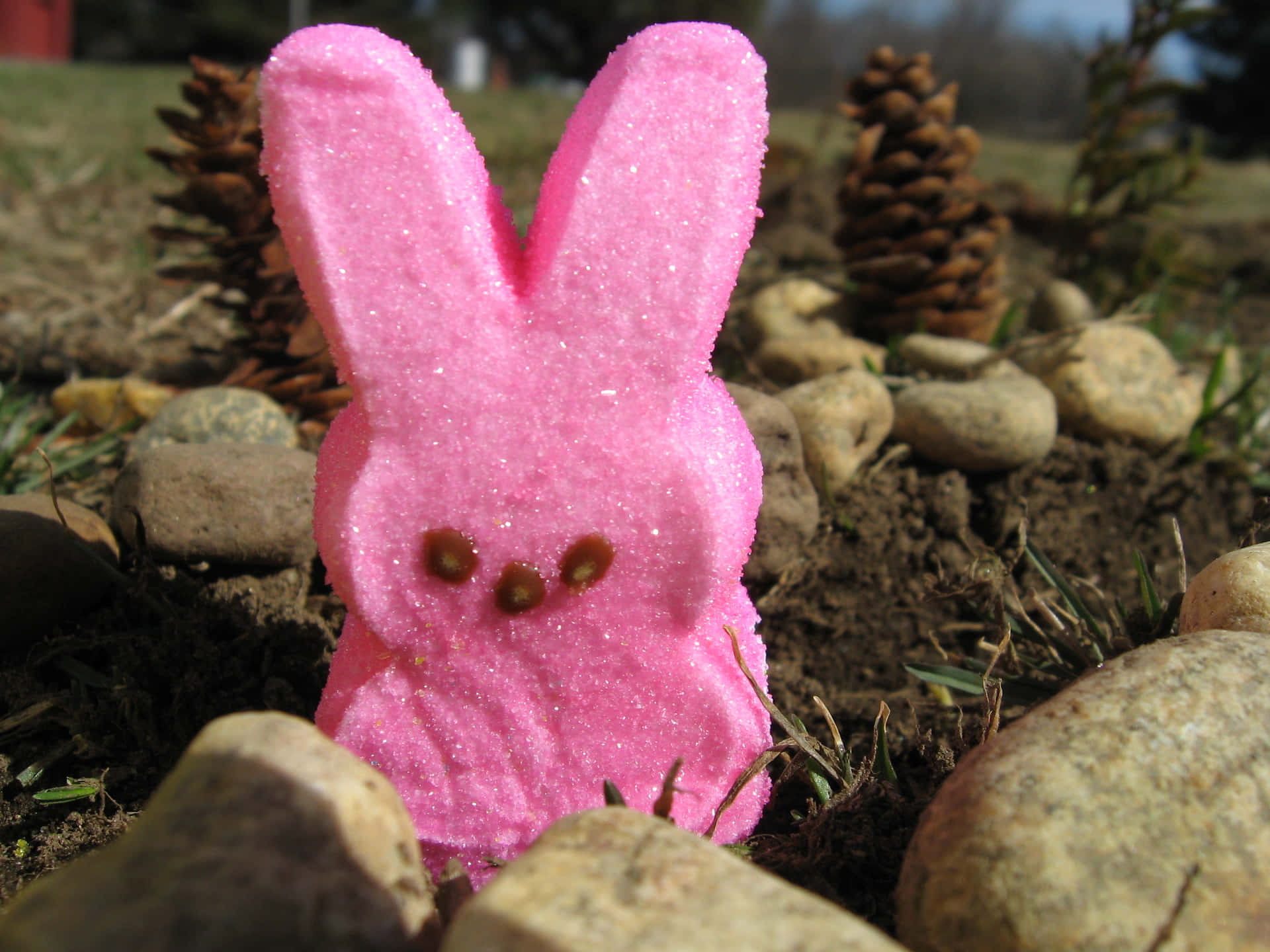 Pink Easter Peep Bunny Outdoors Wallpaper