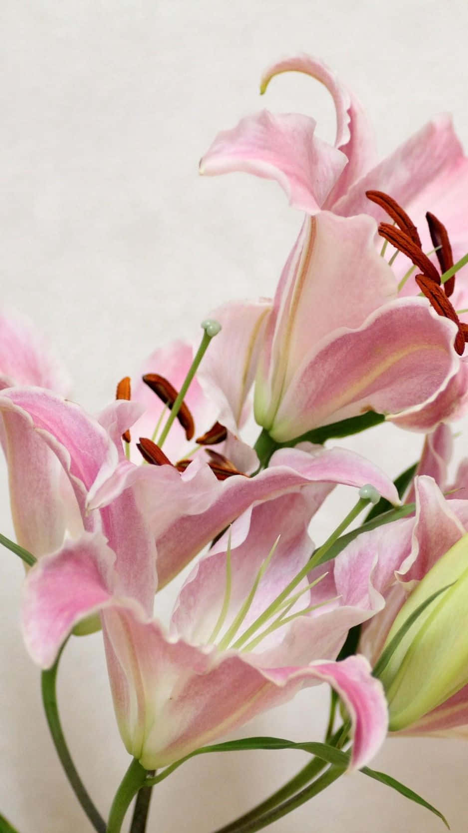 Pink Eastern Lily Flowers Wallpaper
