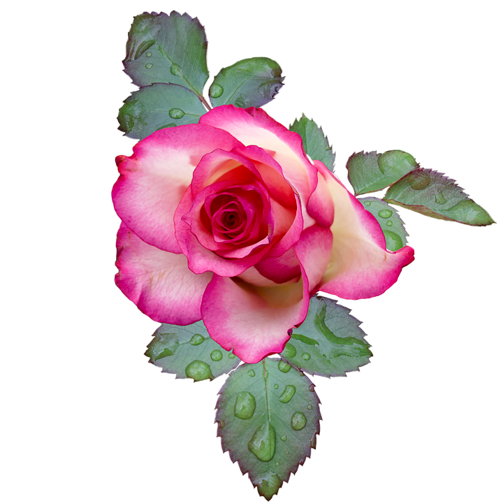 Pink Edged Rosewith Dewdrops.png PNG