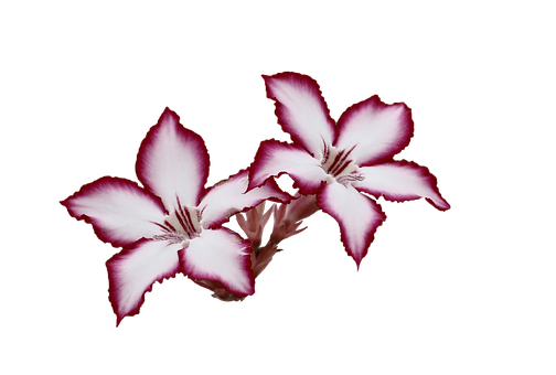 Pink Edged White Flowers Black Background PNG