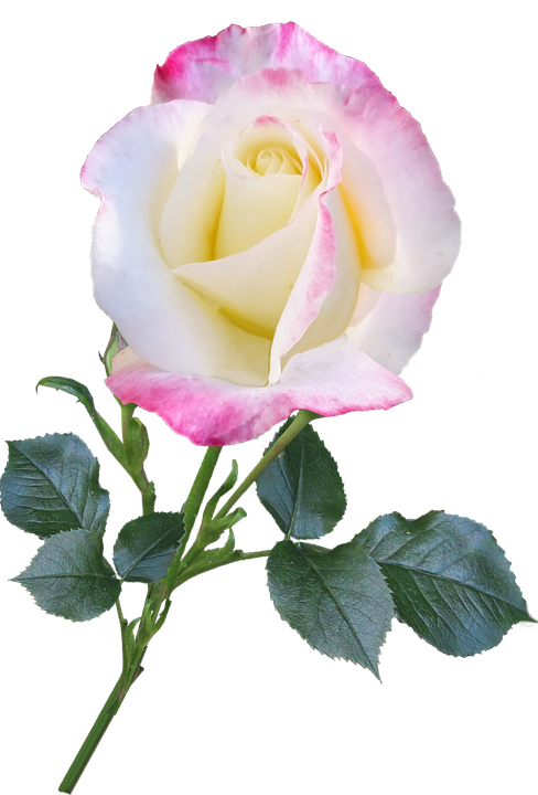 Pink Edged White Rose Isolated PNG
