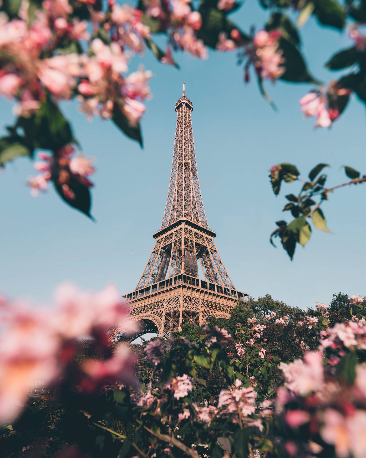 Pink Eiffel Tower Flowers Wallpaper