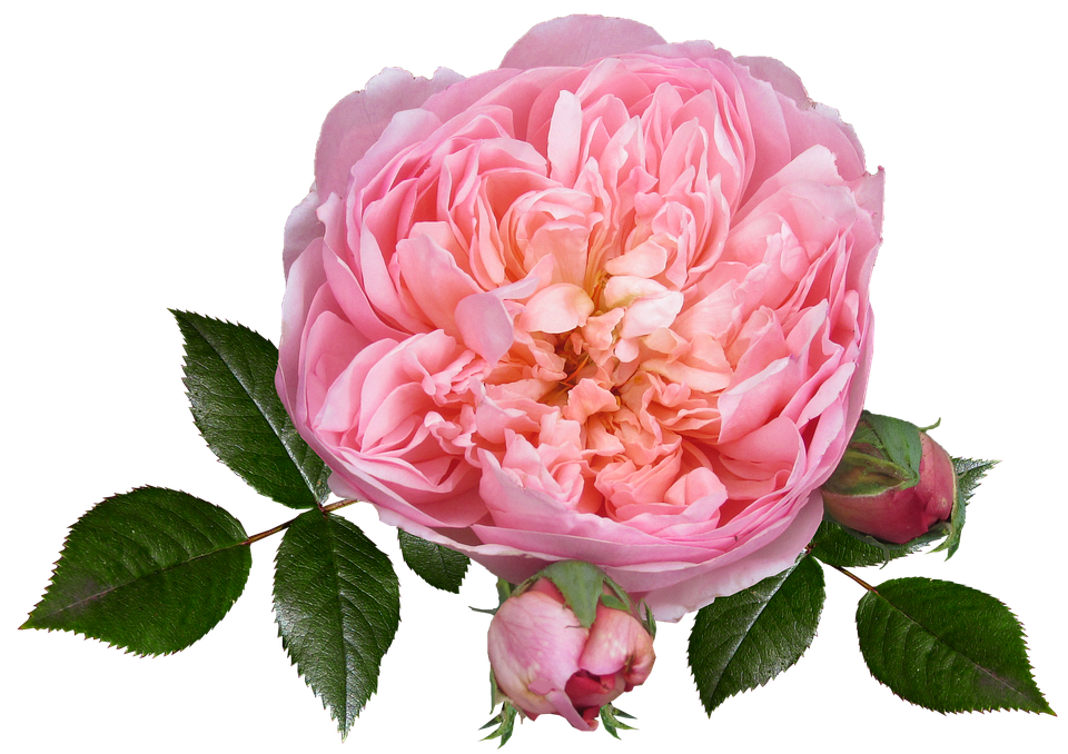 Download Pink English Rose Transparent Background | Wallpapers.com