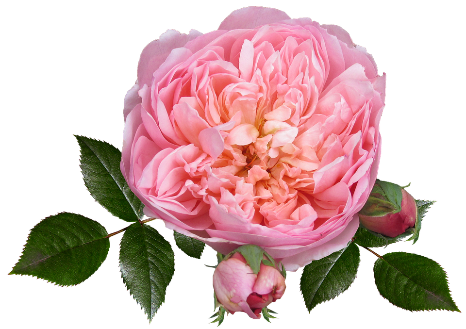 Pink English Rose Transparent Background PNG