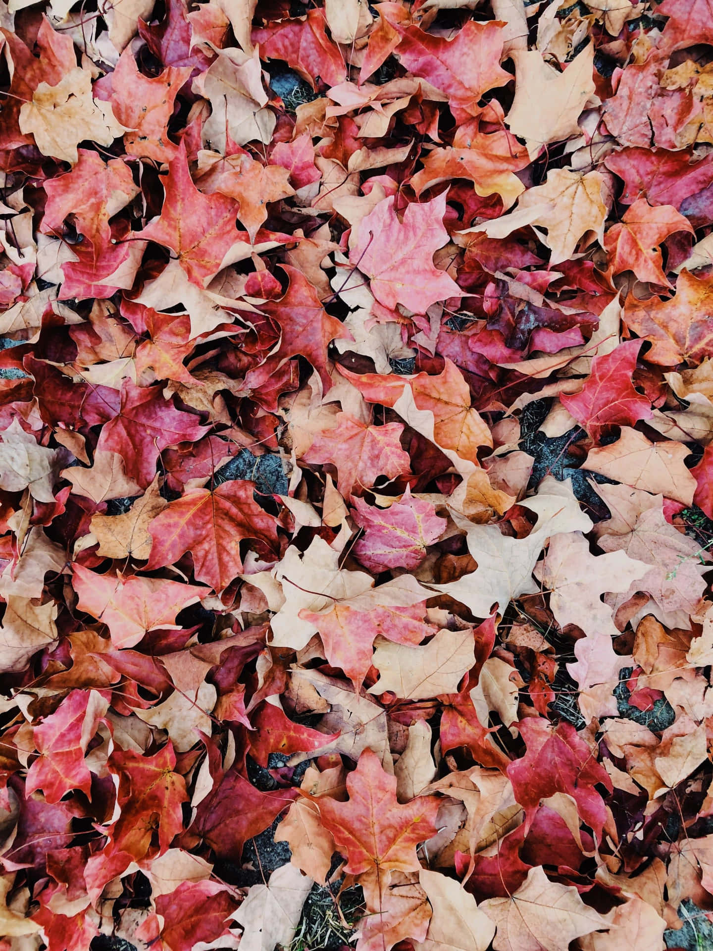 Splashes of pink punctuate this scenic fall landscape. Wallpaper