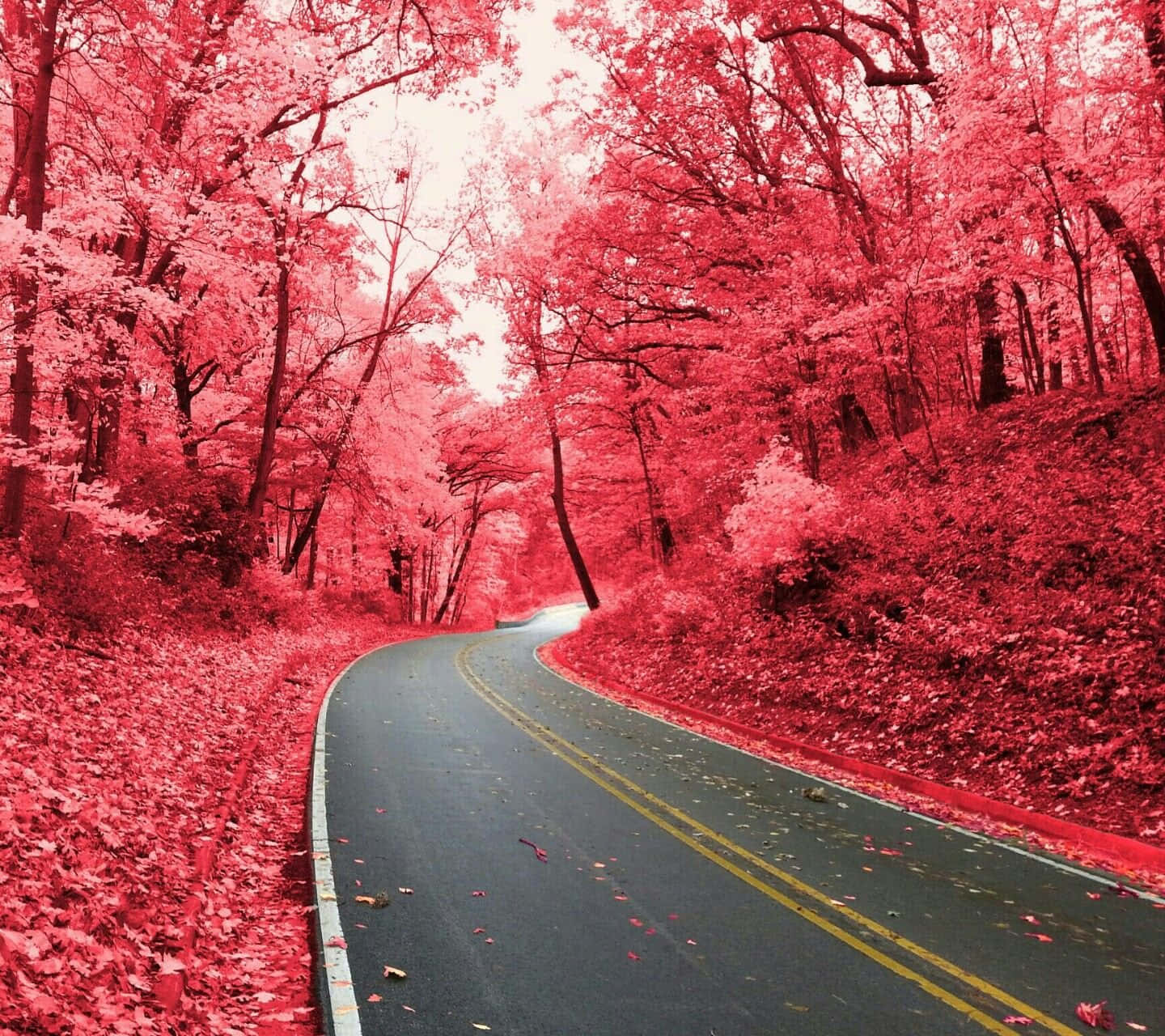 Nyd freden af ​​den kølige efterårsluft i et smukt lyserødt efterårslandskab. Wallpaper