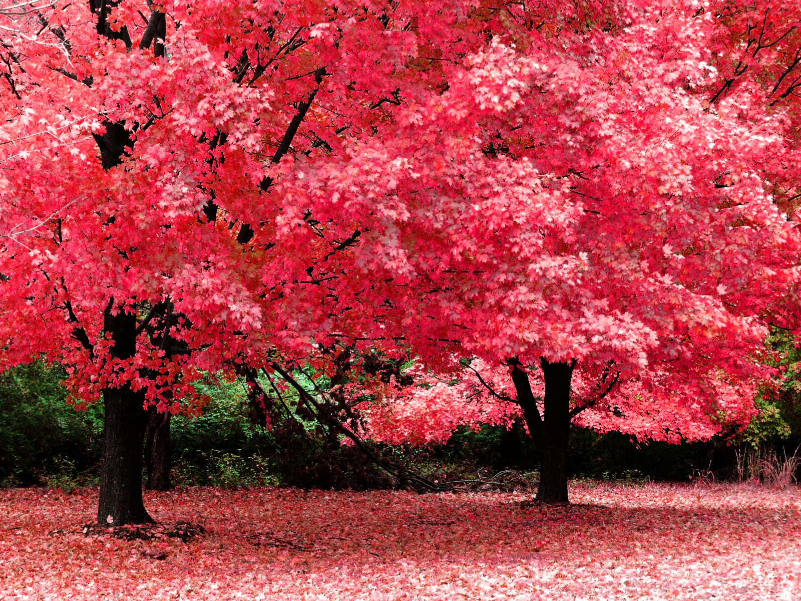 Den rosa nuance af efterårets blade Wallpaper