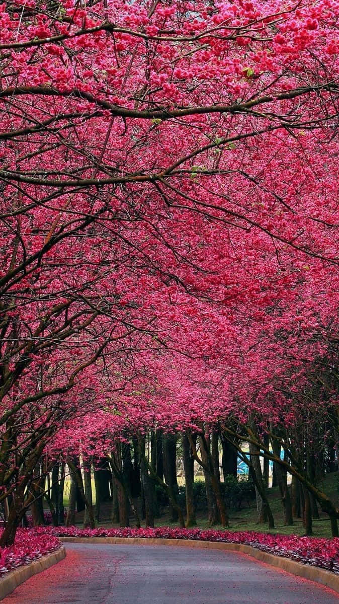 Lys Pink Fall Bright Road Wallpaper