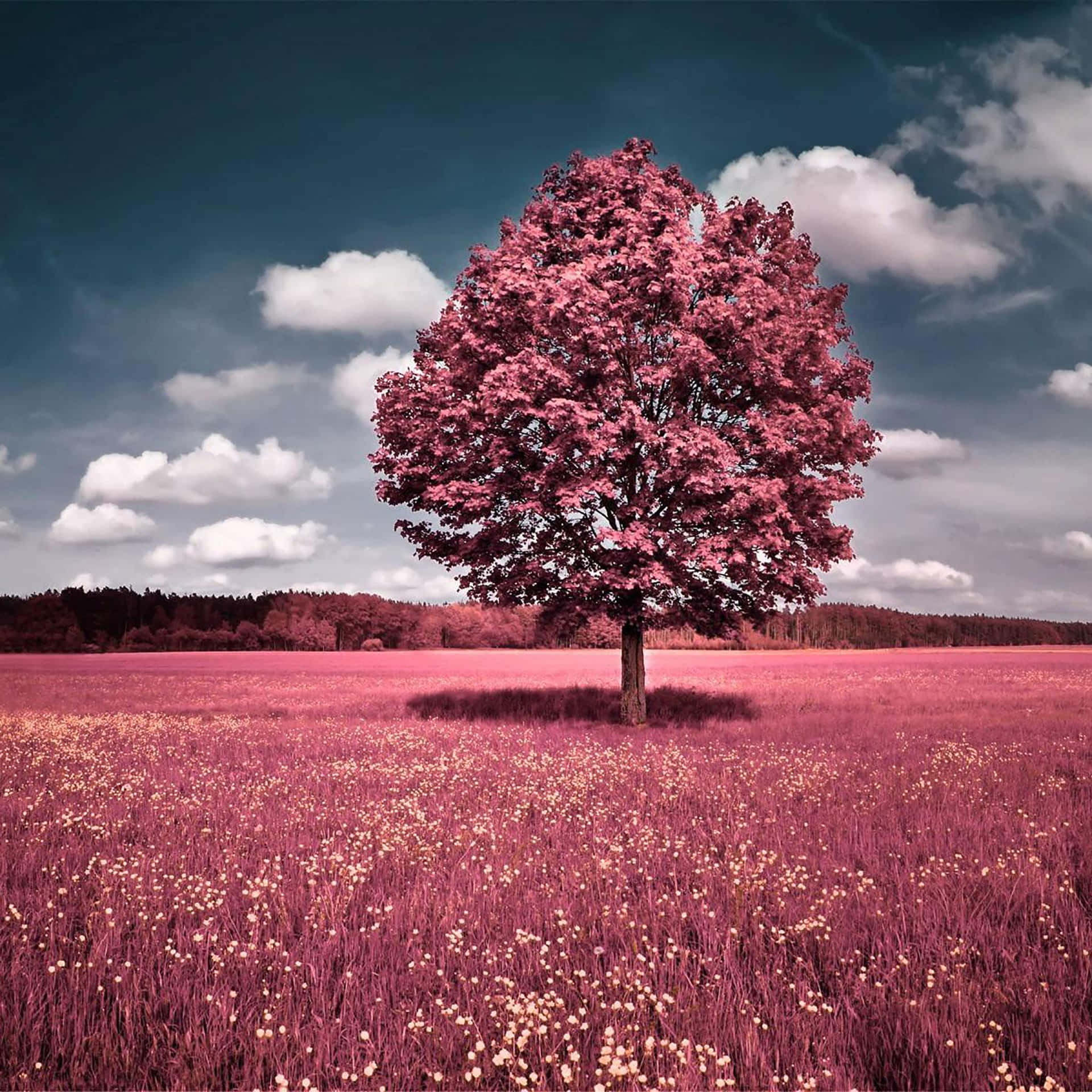 Pink Fall Aesthetic Solitary Tree Wallpaper