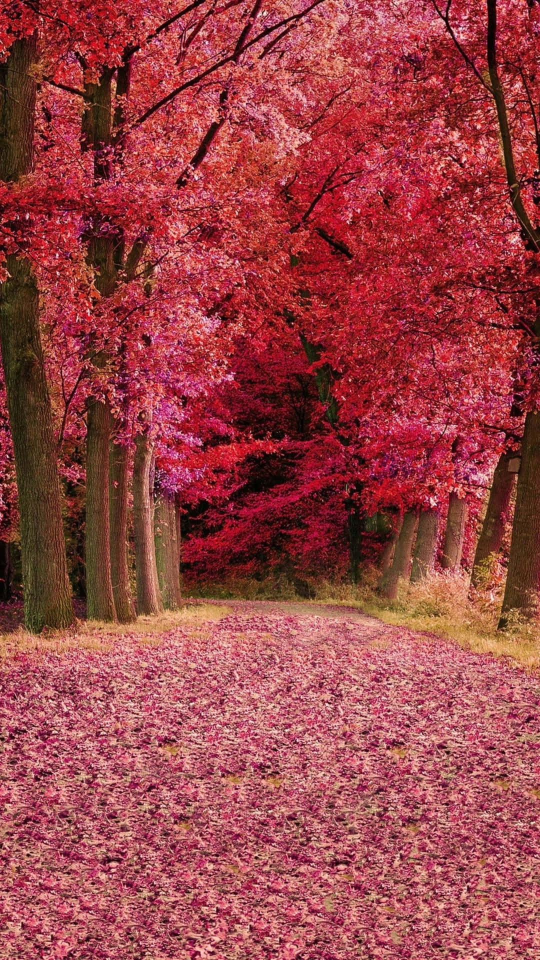 Pink Fall Forest Path Wallpaper