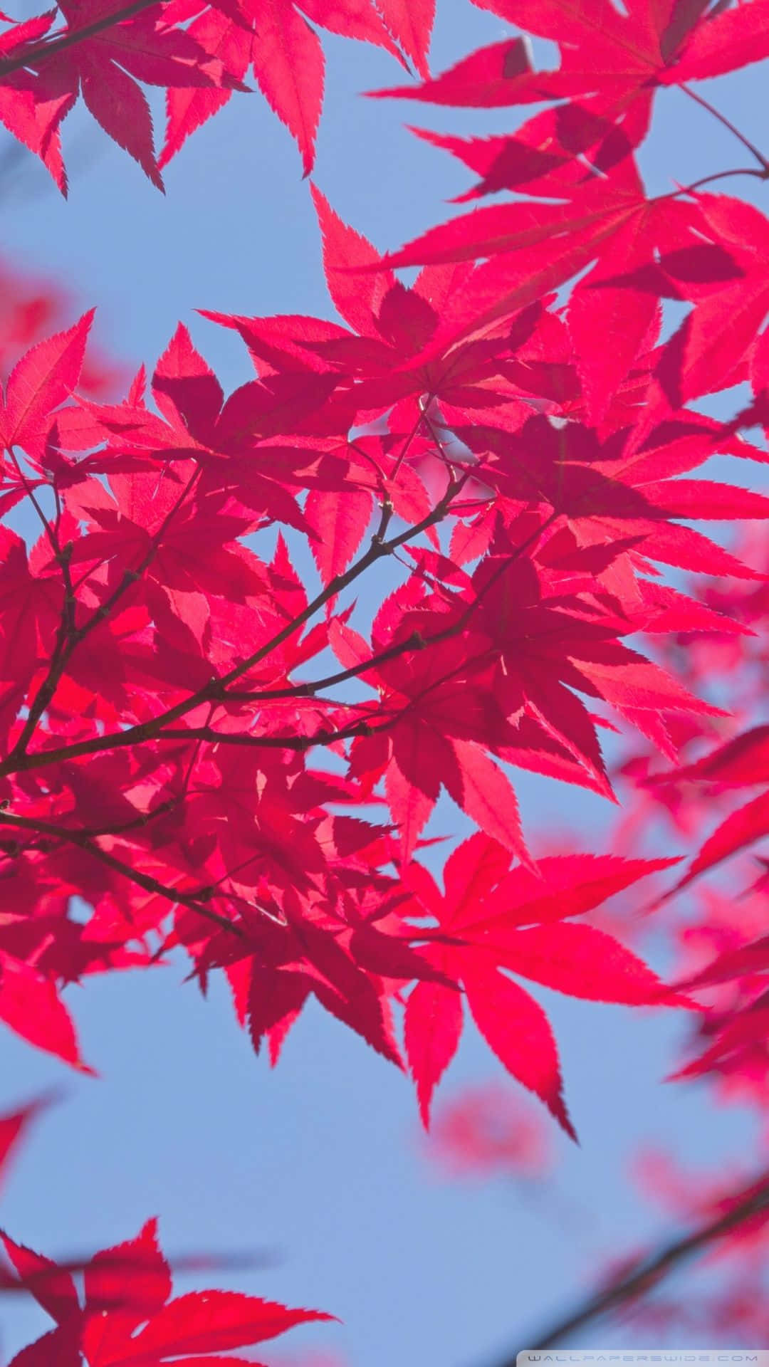 Goditila Bellezza Dell'autunno Rosa Sfondo