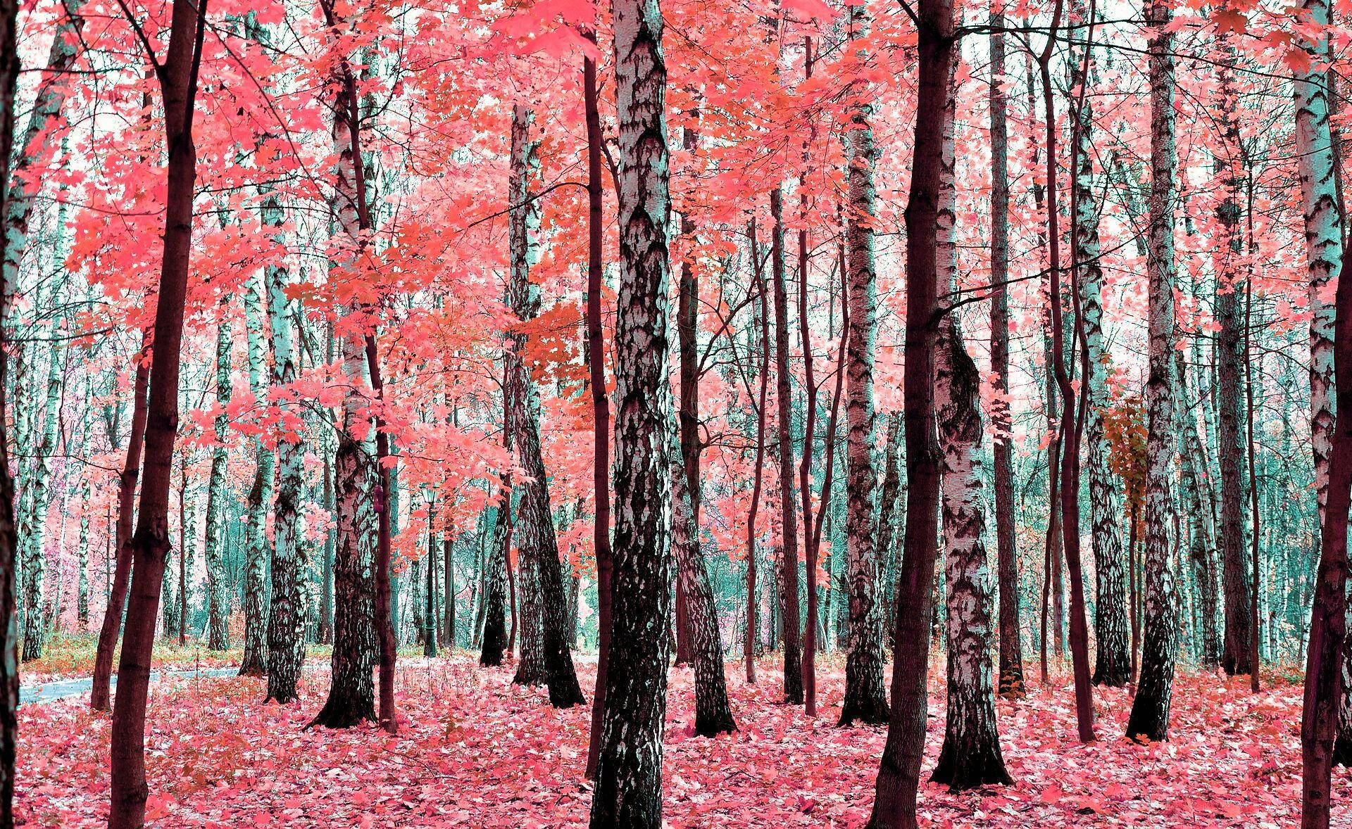 Pink Fall Leaves Birch Tree Wallpaper