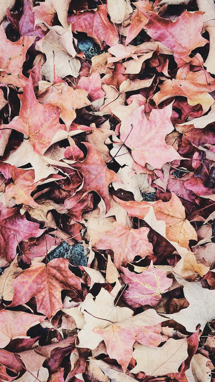 Pink Fall Leaves Texture Wallpaper