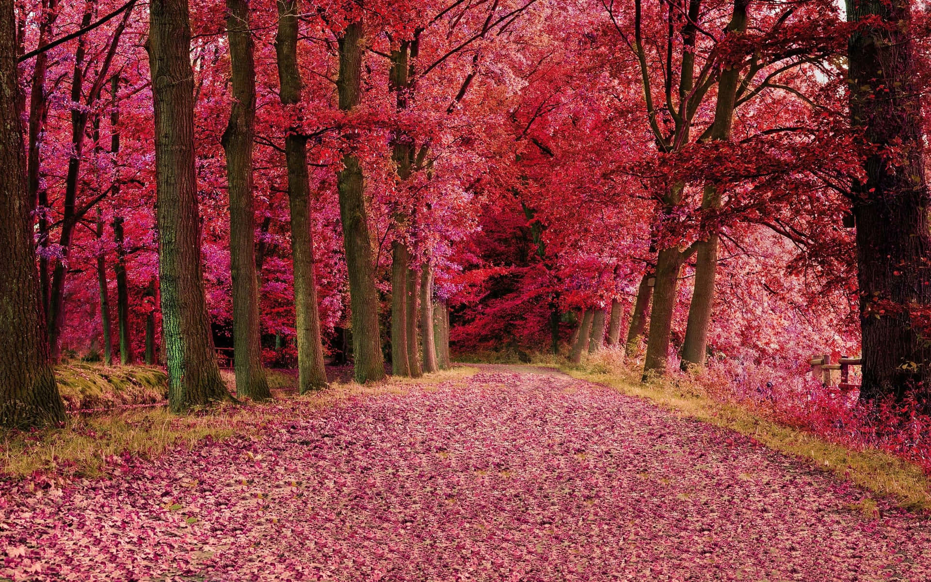 The beauty of pink fall foliage Wallpaper