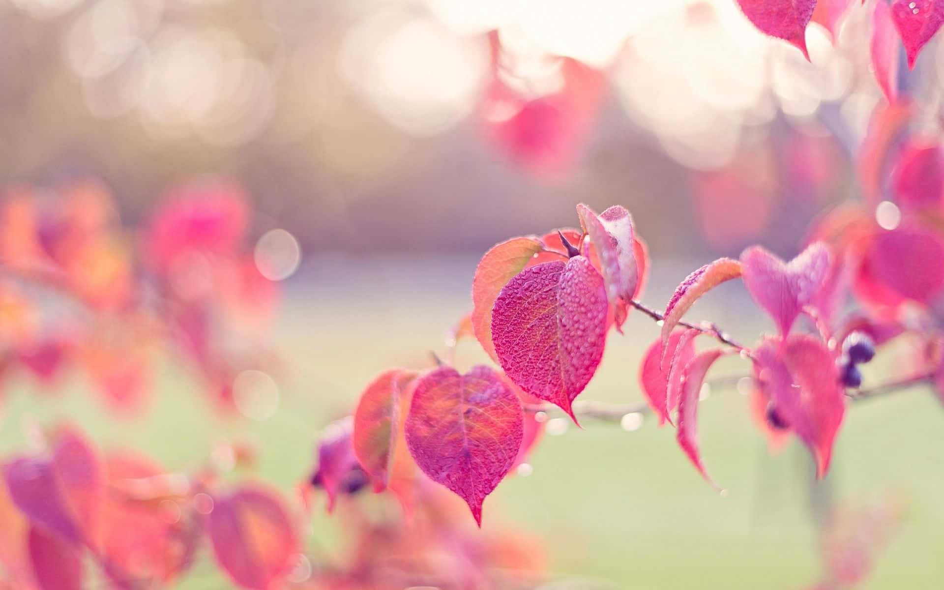Celebrate the Falling Pink Leaves Wallpaper