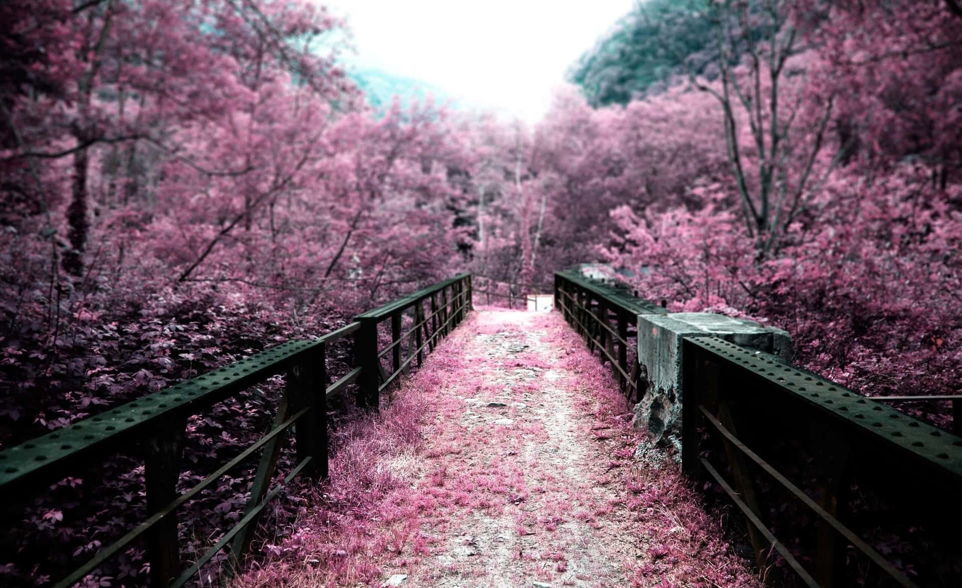 Pink Fall Black Bridge Wallpaper