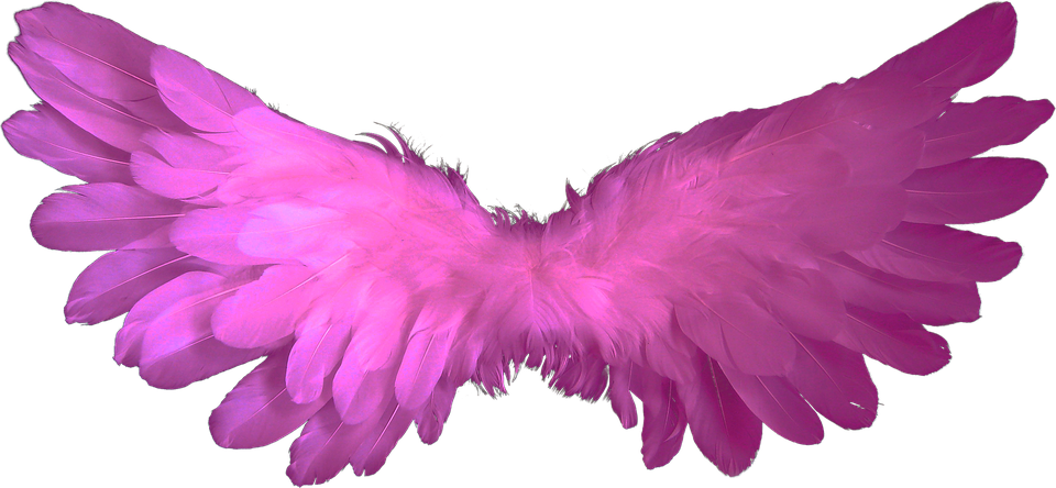 Pink Feathered Angel Wings PNG