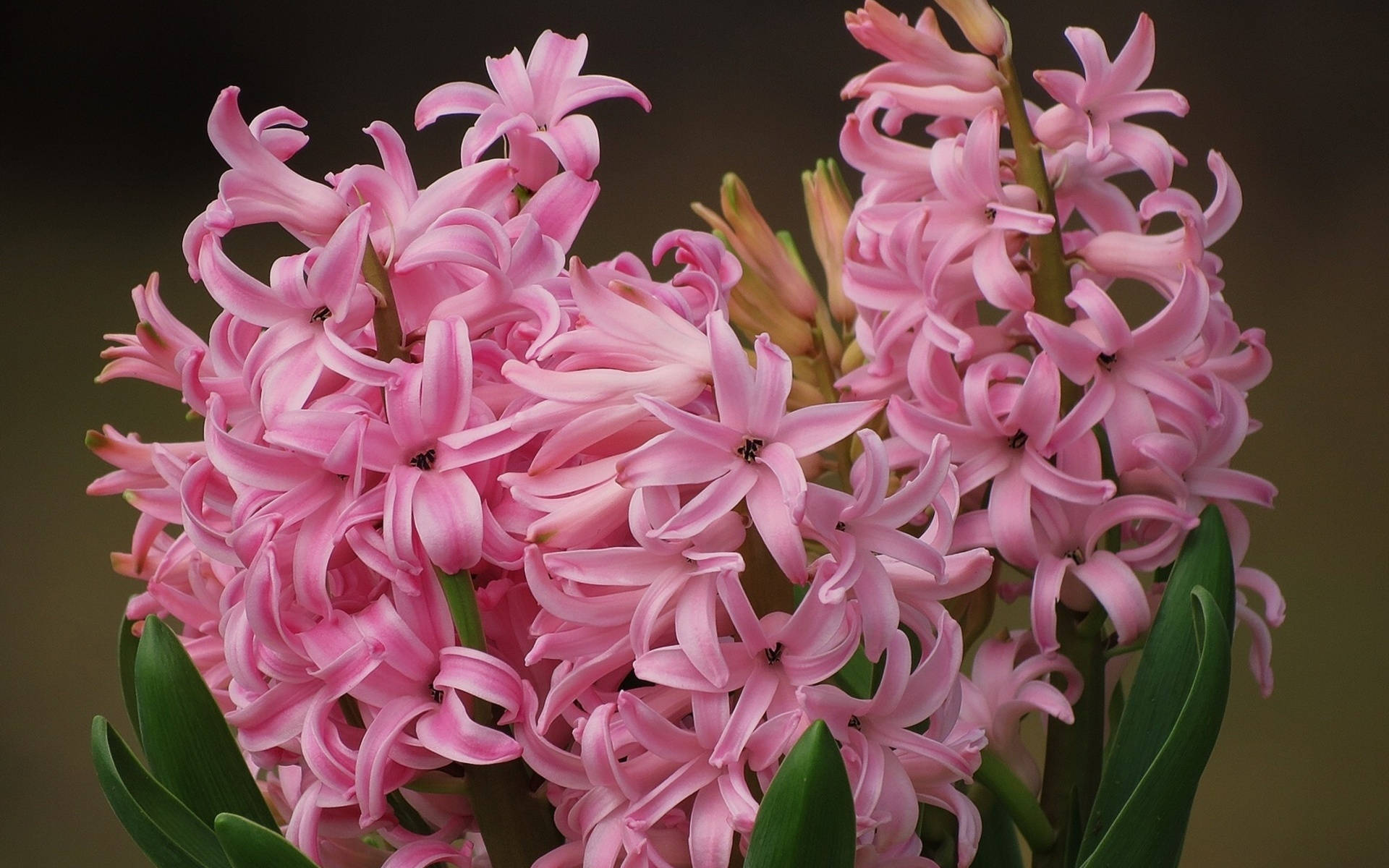Pink Festival Hyacinth Flowers