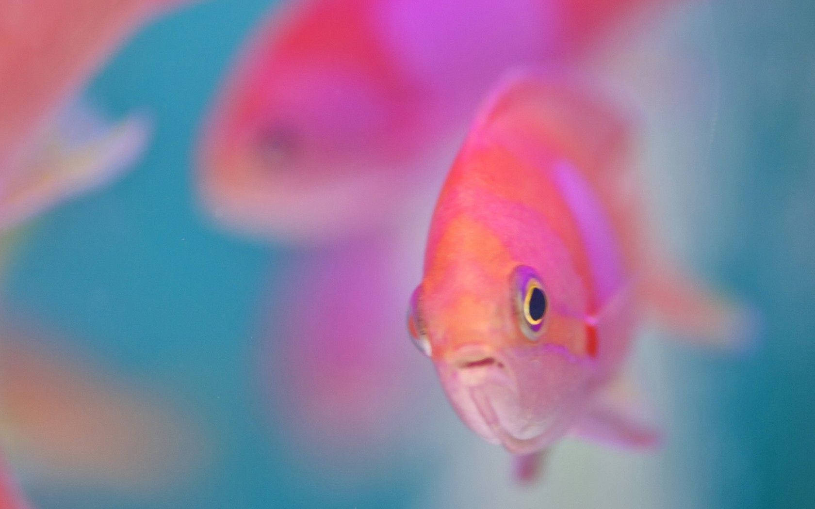 Pink Fish Swimming in the Tranquil Sea Wallpaper