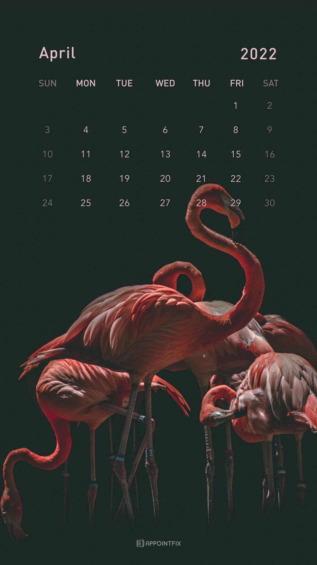 Pink Flamingo April 2022 Calendar Background