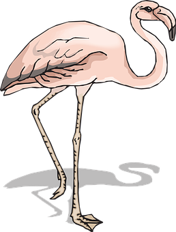 Pink Flamingo Cartoon Illustration PNG