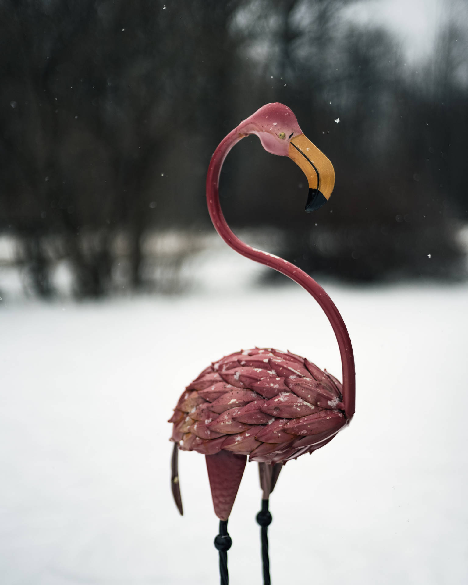 Pink Flamingo I Kølig Vinter Wallpaper