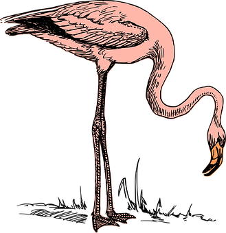 Pink Flamingo Illustration PNG