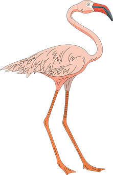 Pink Flamingo Illustration PNG