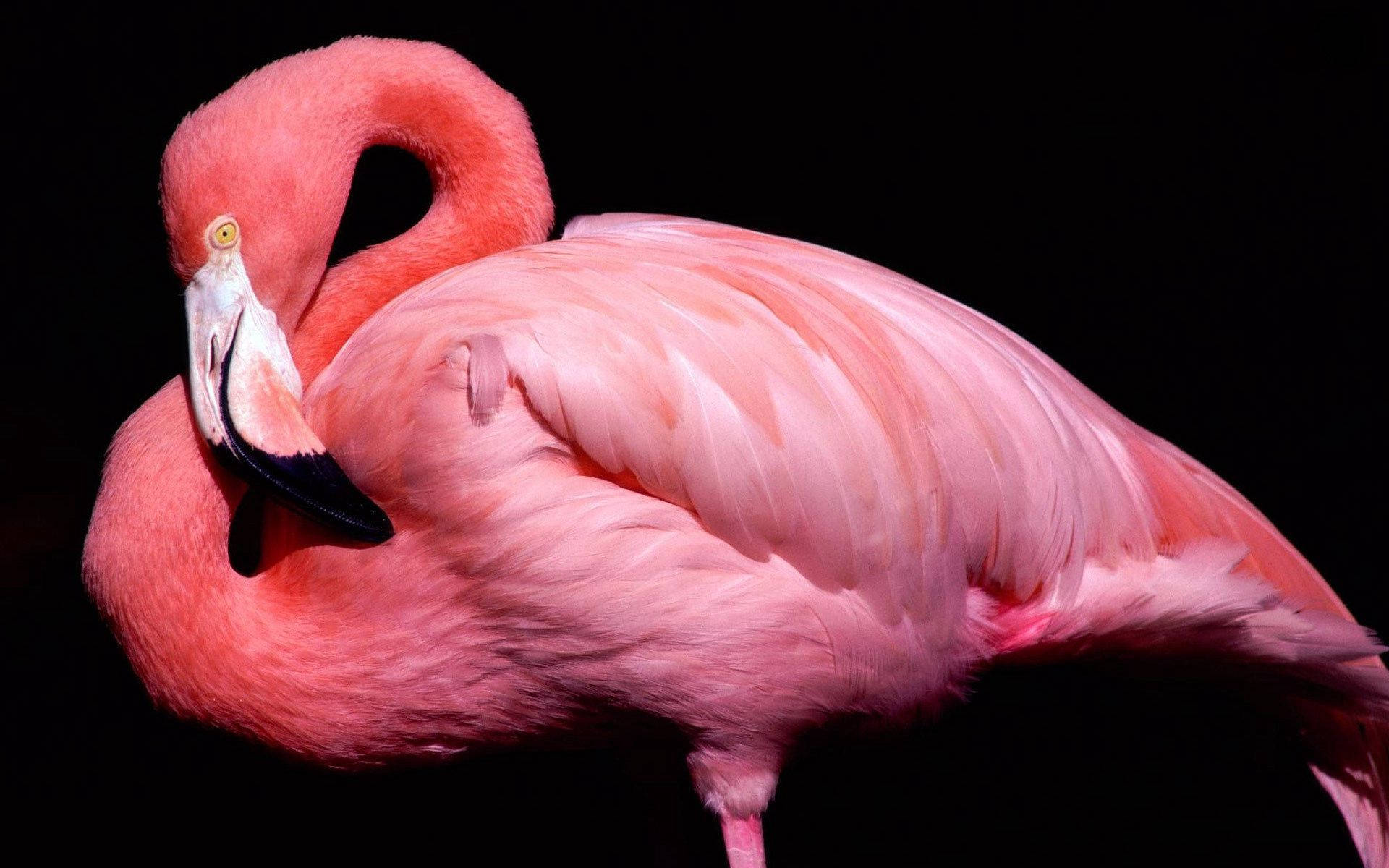 Pink Flamingo In Pitch Black Background Wallpaper