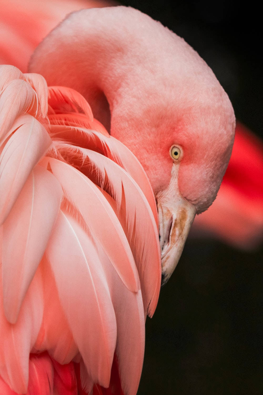Flamingocor-de-rosa Na Tanzânia. Papel de Parede