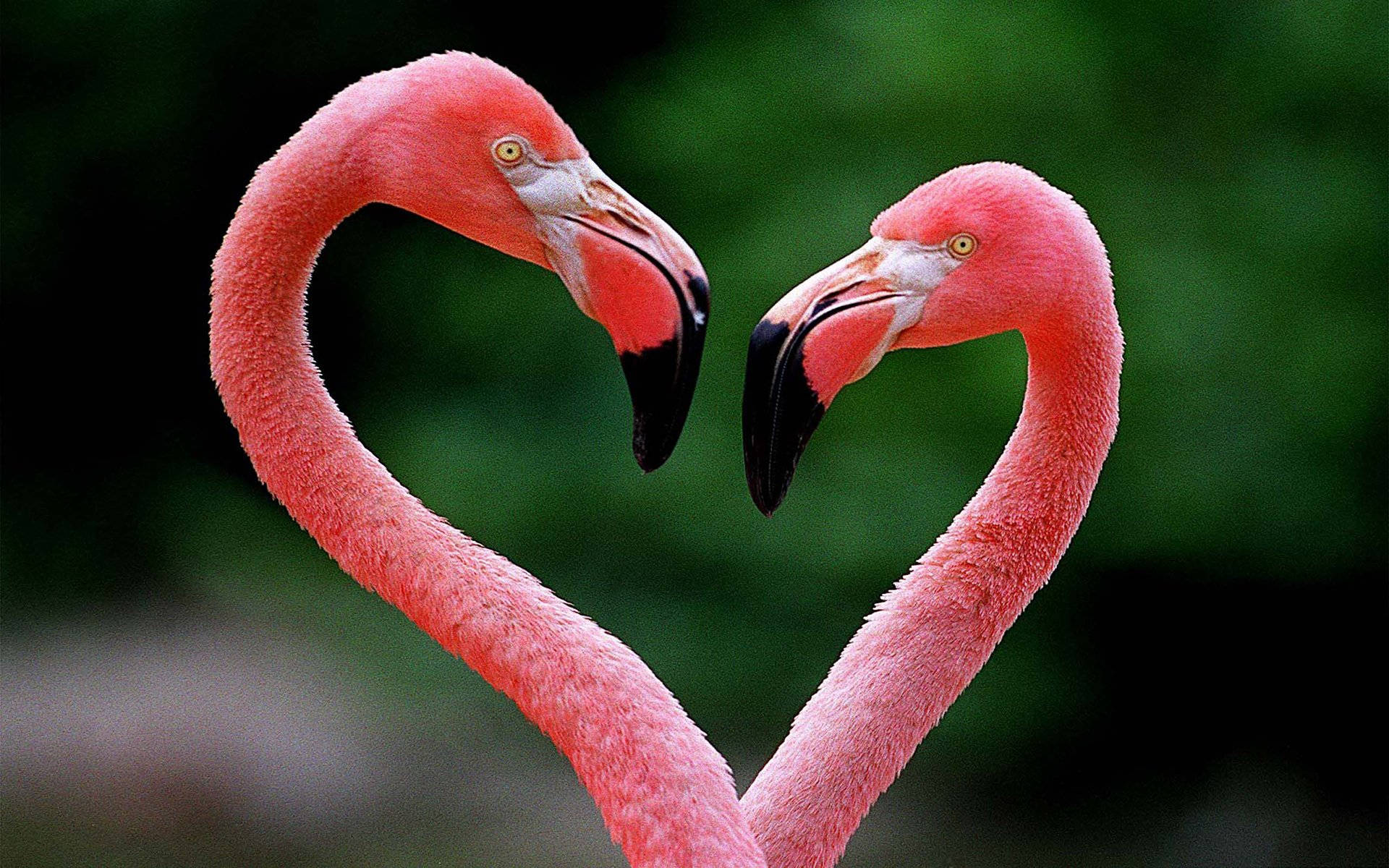 Download Pink FLamingo Love BIrds Heart Wallpaper