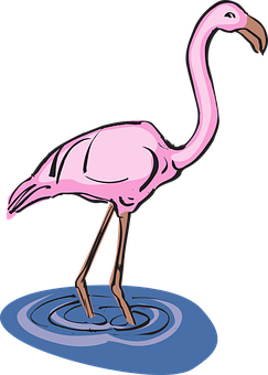 Pink Flamingo Standing In Water Illustration PNG