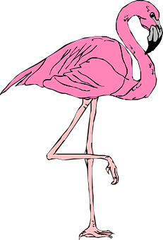 Pink Flamingo Standing One Leg PNG