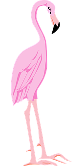 Pink_ Flamingo_ Vector_ Illustration PNG