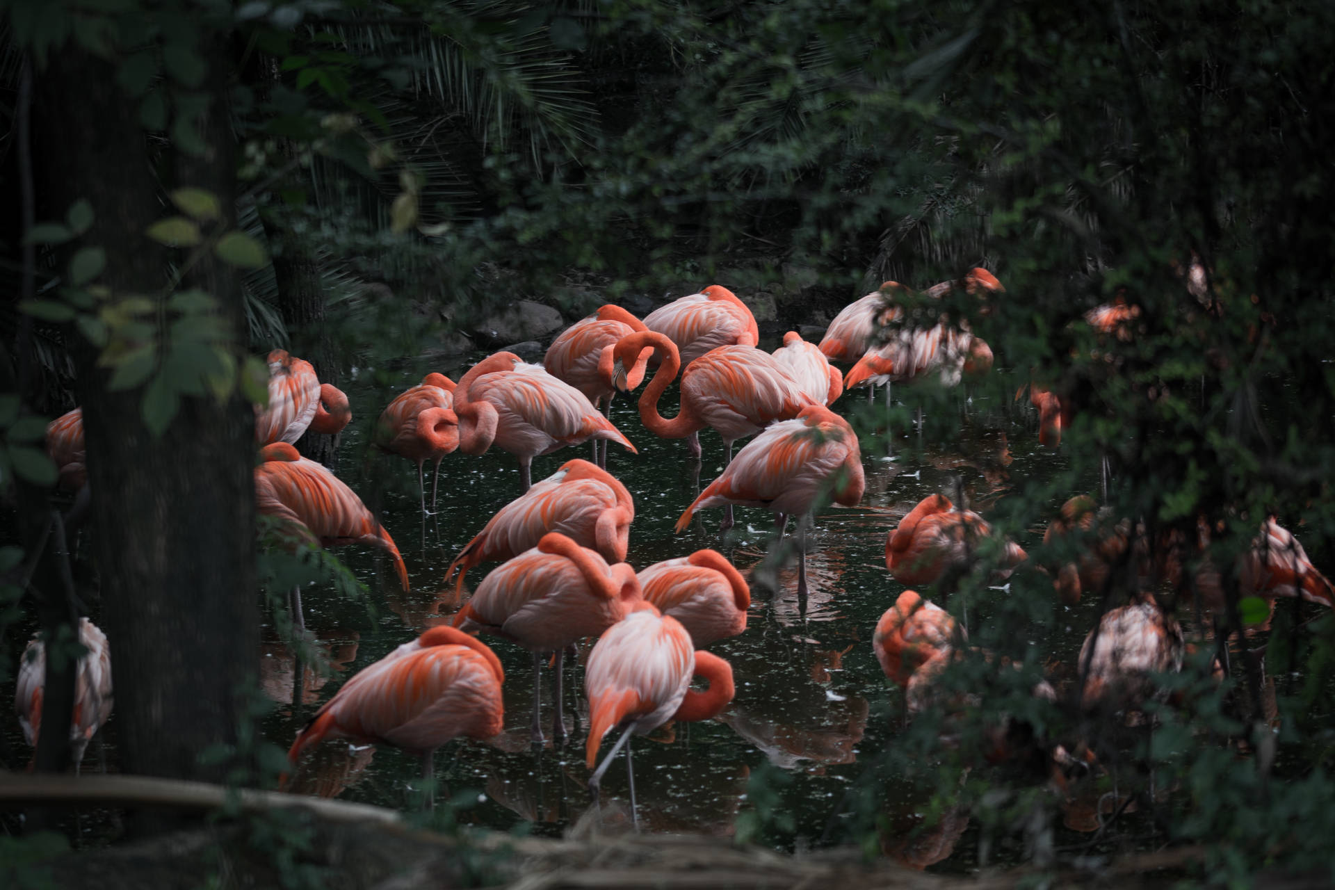 (the Sentence Refers To Pink Flamingos Being Awesome Animals.) Wallpaper