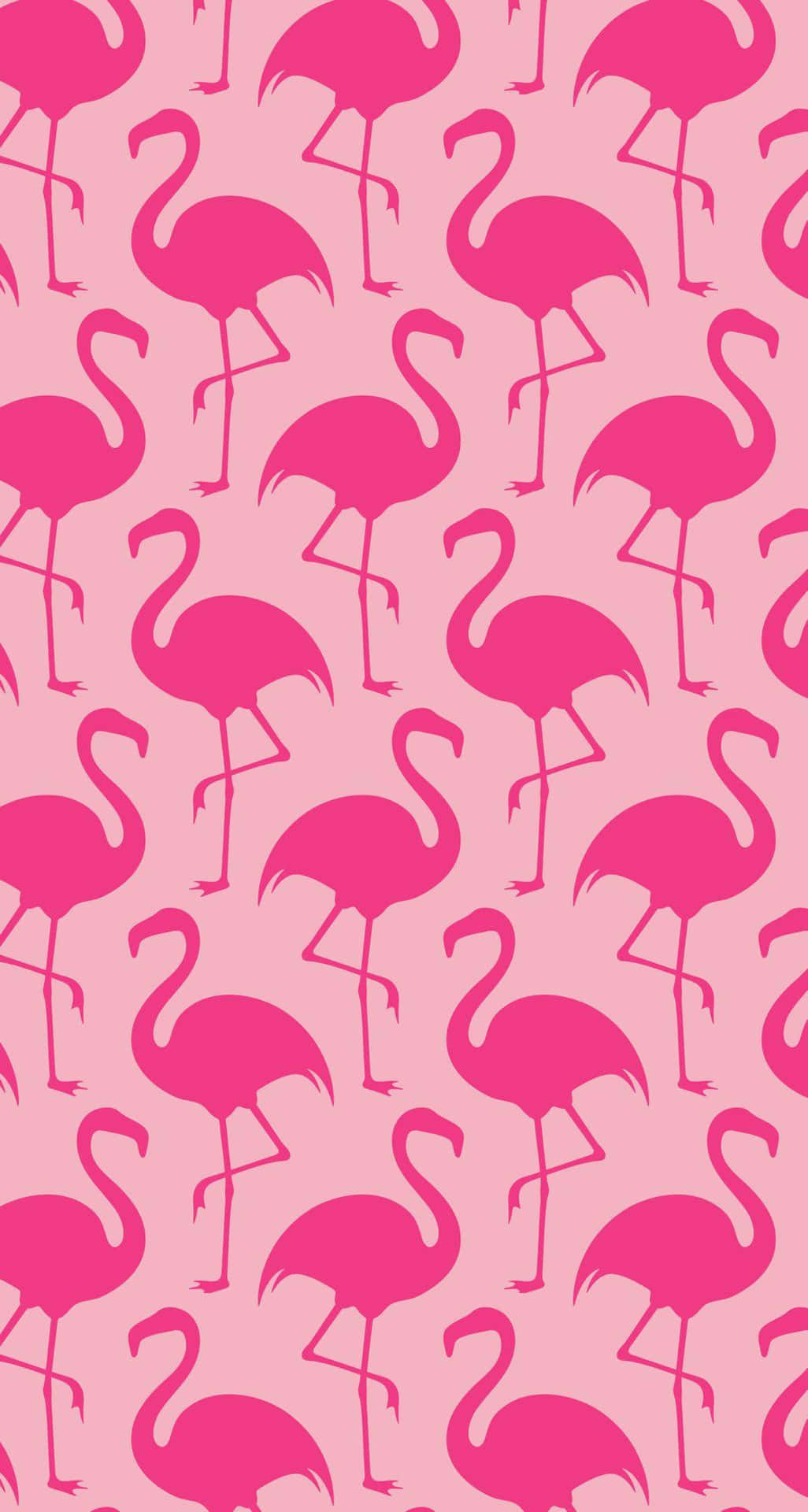 A Flock of Pink Flamingos in Serene Waters Wallpaper